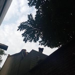 起风了【女版】（翻自 买辣椒也用券）