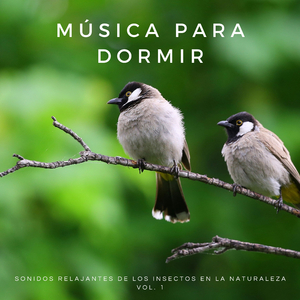 Descanso En El Mundo
