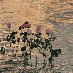 free----那就这样吧----