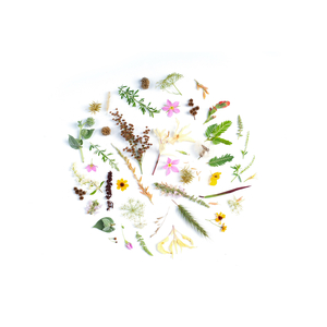 Botanicals