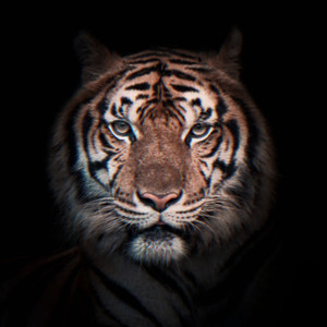 Indian king attitude trance