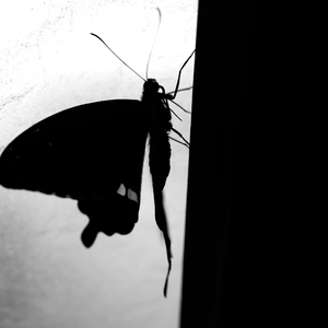 森林里的老虎都融化成黄油（我想part.2 Remix）