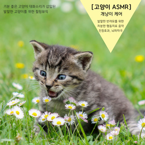 (고양이 ASMR) 애옹애옹