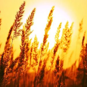 九粟雍诹母砍铱哨