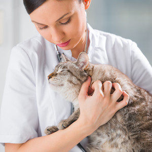 Whiskers Quiver to Notes