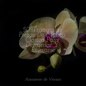 Viaje Hechizante Majestuoso