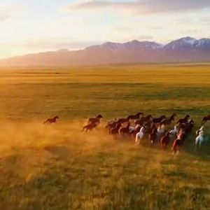 Даланың жүрегі (Сердце степи) 🐎 by Камилла (author of Lyrics) 💟