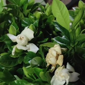 樱花树下的约定