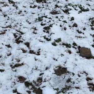 初雪