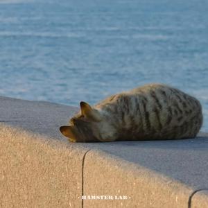 最後的人 Last Soul