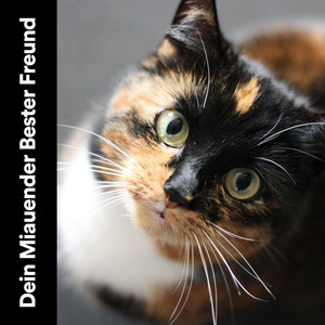 Ruhebereich der Katze