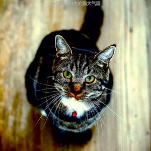 温和可爱的猫梦想