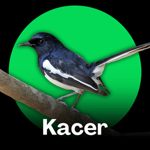 Kacer - Melodi Pagi Kacer