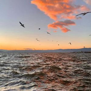 马马马赛波(月半猫版)