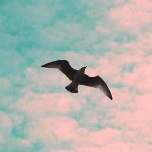 Timid