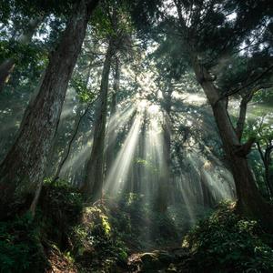 朝霧の森をぬけて