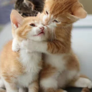 小相思（Cover 花粥）