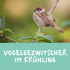 Vogelgezwitscher