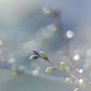 さようなら (The Story)