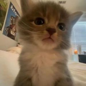 夕阳(PROD.Capricornus''swallow)