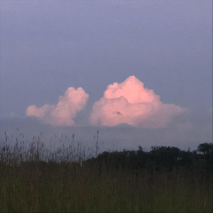 Aphrodite Fritillary