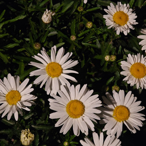 Somethin Stupid(live)