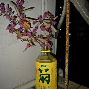 写给你的春花秋月