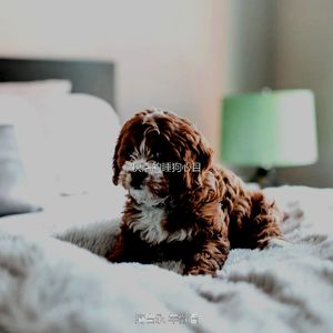 抚慰的可爱的狗回忆