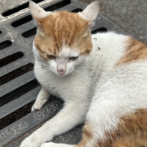 风