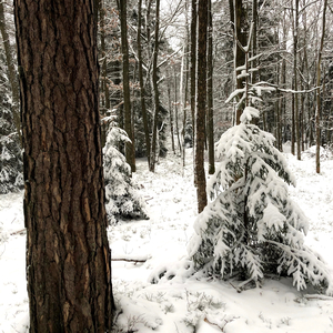 One Heering From Bohuslän