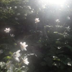 fleur