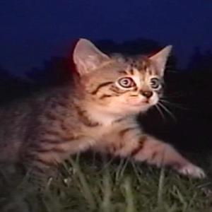 If you need me I'll be in the night