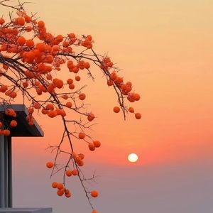 小荷花-