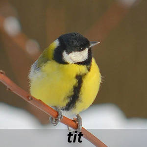 tit