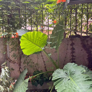 索南的奇幻低语