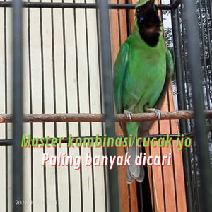 Master Kombinasi Cucak Ijo Paling Banyak Dicari (Live)