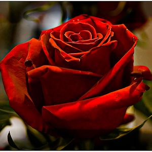 Almizcle en mis entrañas