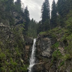 我们一起养只猫吧！