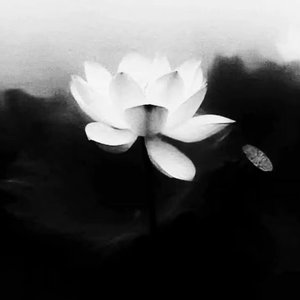 月光晚风伴入眠