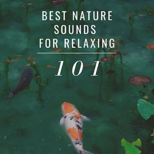 Best Nature Sounds for Relaxing