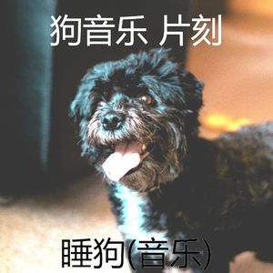 睡觉的小狗(太棒了)