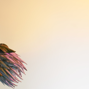 素晴らしい世界