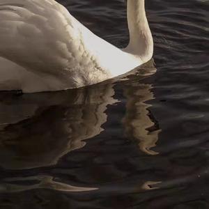 世间美好与你环环相扣