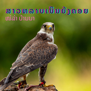 ສາວຫລາບເນຶນຍ້ງຄອຍ