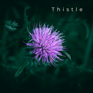 Thistle