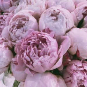Peony