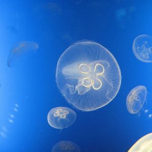 Jellyfish (Prod.by Morrow)