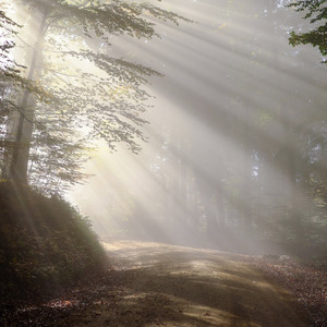 ハイノキのこみち