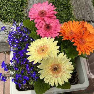 未来へ歩き出す日(World Peace Song)