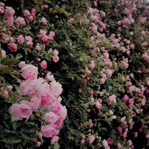 形容（jony-z remix）